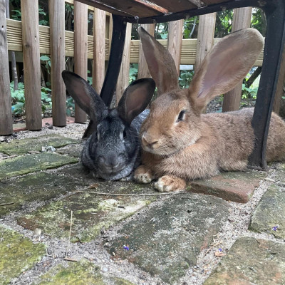 Felix und Mrs. Foxi